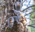 Squirrels playing on a tree trunk Royalty Free Stock Photo