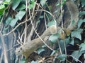 Closeup of two cute yellow squirrels holding onto a poison ivy vine wrapped around a tree bark Royalty Free Stock Photo