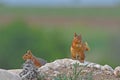 Squirrels sitting on a rock Royalty Free Stock Photo