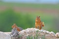 Squirrels sitting on a rock Royalty Free Stock Photo