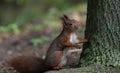Squirrels sitting on the trunk of a Tree Royalty Free Stock Photo
