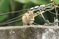 Squirrels of Sri Lanka