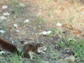 Squirrels are using rodent seeds peanut rodent animal