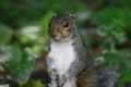 Squirrely Royalty Free Stock Photo