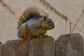 A Squirrely Vistor Atop the Fence Royalty Free Stock Photo