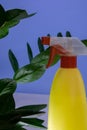 squirt bottle for watering flowers, green flower with long large leaves, watering plants, houseplants, landscaping concept