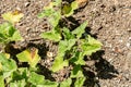 Squirting cucumber or Ecballium Elaterium plant in Saint Gallen in Switzerland