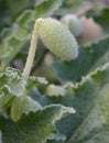 Squirting Cucumber Royalty Free Stock Photo