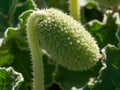 Squirting Cucumber - Ecballium elaterium Ripe Fruit , also called exploding cucumber