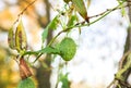 Squirting cucumber growing outdoors. Ecballium elaterium plant