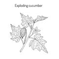 Squirting or exploding cucumber Ecballium elaterium , medicinal plant.