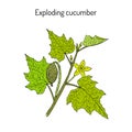 Squirting or exploding cucumber Ecballium elaterium , medicinal plant