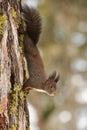 Squrrel on a larch Royalty Free Stock Photo
