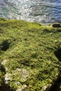 Sreen algae on the rocks near the sea in the morning light. Royalty Free Stock Photo