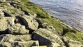 Sreen algae on the rocks near the sea in the morning light. Royalty Free Stock Photo