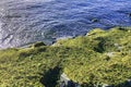 Sreen algae on the rocks near the sea in the morning light. Royalty Free Stock Photo