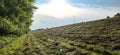 Sremska Mitrovica, Serbia, July 02, 2020. Mown grass in the meadow gradually dries up and turns into hay. Evening sunlight. Royalty Free Stock Photo