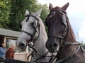 Sremska Mitrovica, Serbia, September 27, 2020, Two horses with bridles. Sled with horses. White and black horse. Sports racing or Royalty Free Stock Photo