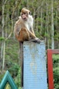 Sri Lanka, animal, mammal, wildlife, monkey