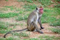 Sri Lanka, animal, mammal, wildlife, monkey