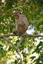 Sri Lanka, animal, mammal, wildlife, monkey