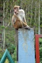 Sri Lanka, animal, mammal, wildlife, monkey