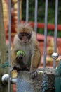 Sri Lanka, animal, mammal, wildlife, monkey