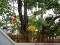 Srimaha bodhiya - anuradhapura - sri lanka