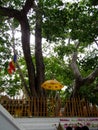 Srimaha bodhiya - anuradhapura - sri lanka