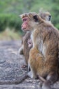 sri lanka asian monkey family