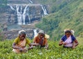 Sri lanka badulla tea plants