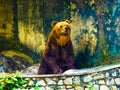 SRI LANKA Bear