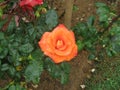 The image is rose in sri lanka. location is Haggala sri lanka