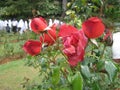 The image is rose in sri lanka. location is Haggala sri lanka