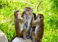 Sri Lanka Beautiful Monkey Family