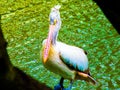 SRI LANKA BIRD Koka