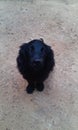 Sri lanka black very friendly dog.