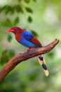 The Sri Lanka blue magpie or Ceylon magpie Urocissa ornata sitting on the branch middle of the rainforest Royalty Free Stock Photo