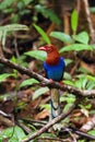 The Sri Lanka blue magpie or Ceylon magpie Urocissa ornata sitting on the branch middle of the rainforest Royalty Free Stock Photo