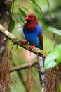 The Sri Lanka blue magpie or Ceylon magpie Urocissa ornata sitting on the branch middle of the rainforest Royalty Free Stock Photo