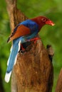 The Sri Lanka blue magpie or Ceylon magpie Urocissa ornata sitting on a tree stump.Colorful magpie from Asia sitting on a bare Royalty Free Stock Photo