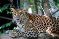 Sri Lanka Ceylon Leopard, Panthera pardus kotiya Royalty Free Stock Photo