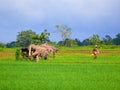 Sri Lanka Ceylon, mountains and rice fields Royalty Free Stock Photo