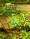 Sri lanka chilly tree leaf Royalty Free Stock Photo