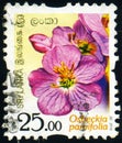 SRI LANKA - CIRCA 2016: stamp 25 Sri Lankan rupees printed by Democratic Socialist Republic of Sri Lanka, shows flowering plant