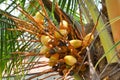 Sri Lanka, coconut, palm, food, fruit, tree Royalty Free Stock Photo