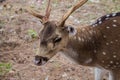 Sri Lanka Deer animal wild life forest animal mammals