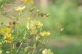 Sri Lanka dry zone flowers