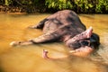 Sri Lanka elephant in the river at noon light