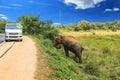 Sri lanka Elephant on the road